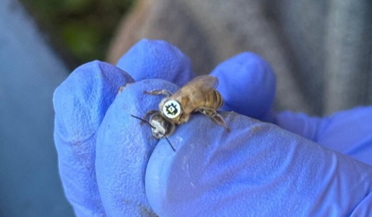 Pesquisadores fixaram códigos QR no dorso de milhares de abelhas para monitorar quando e por quanto tempo elas saíam de suas colmeias. (Imagem: Reprodução/The Pennsylvania State University)