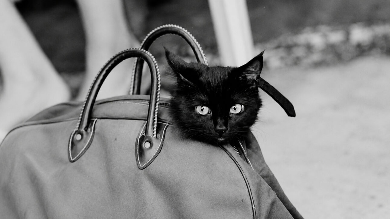 Black cat inside a bag, in an image inspired by the feline audition for the film The Black Cat in 1961.
