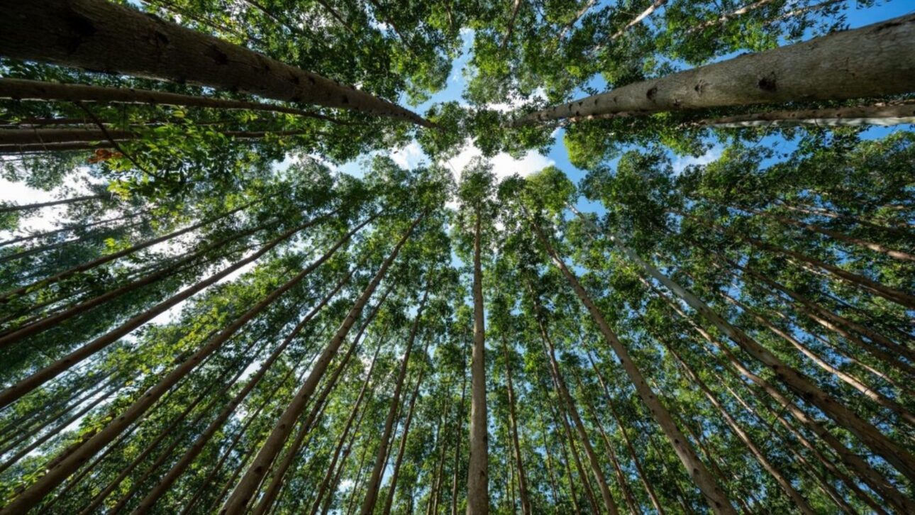 Industrial complex will have the capacity to produce 2.5 million tons of cellulose per yearPhoto: Disclosure/CMPC