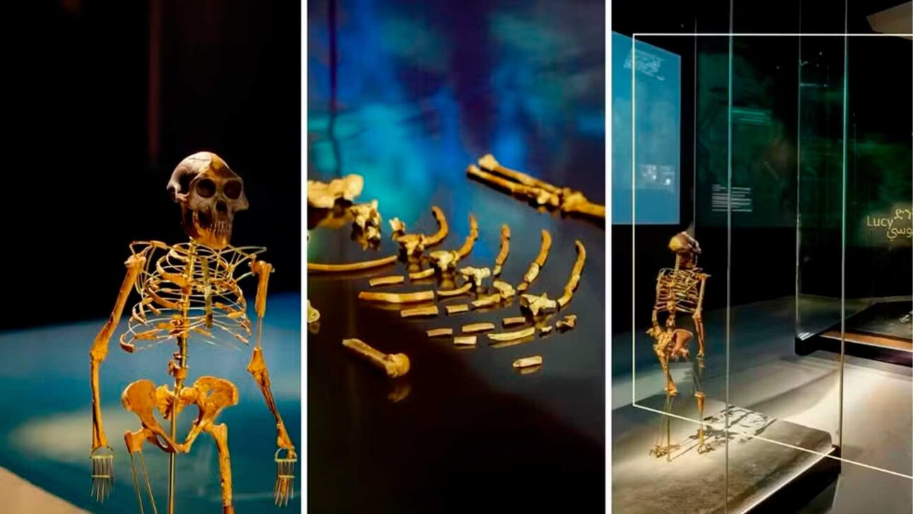 Lucy mudou uma ideia antiga sobre a evolução humana