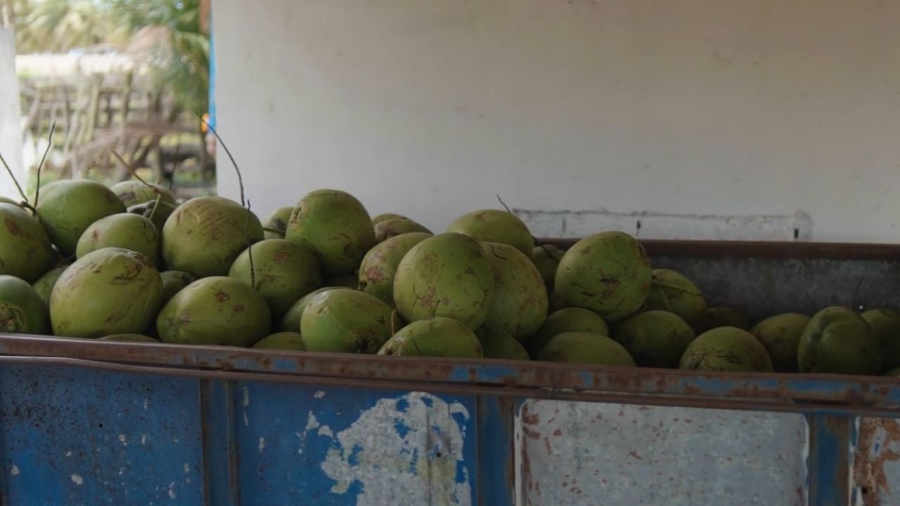 Coco Bom transforma coco em água de coco e gelo saborizado com pitaya, mostrando agro sustentável em Penedo.