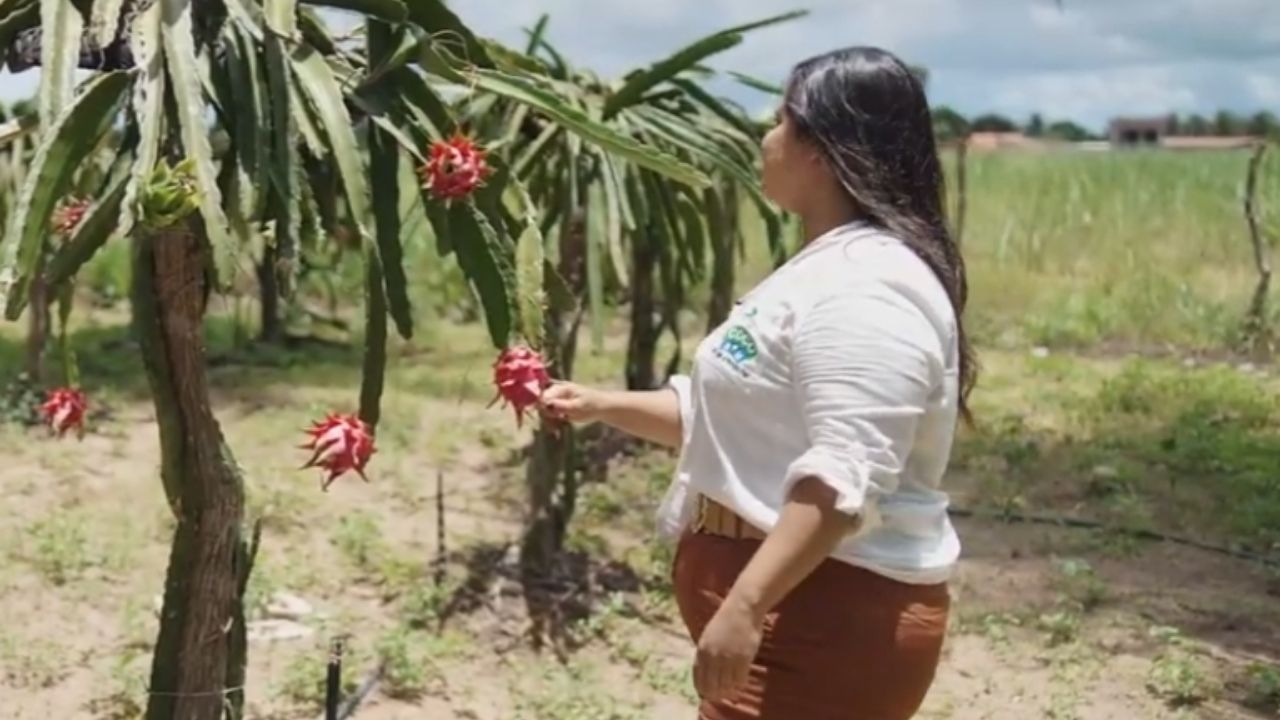 Coco Bom transforma coco em água de coco e gelo saborizado com pitaya, mostrando agro sustentável em Penedo.