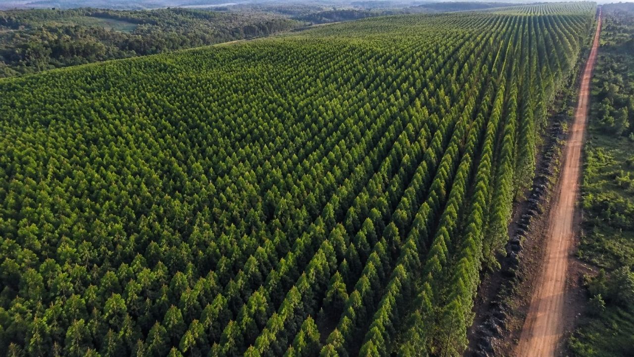 Florestas, agronegócio, água, restauração e desmatamento ilegal entram em estudo sobre expansão verde do Brasil.
