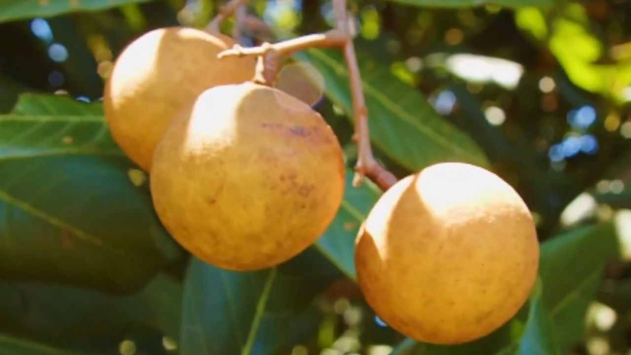 fruta asiática longan, parente da lichia, ganha cultivo no interior de São Paulo e mira mercado brasileiro.