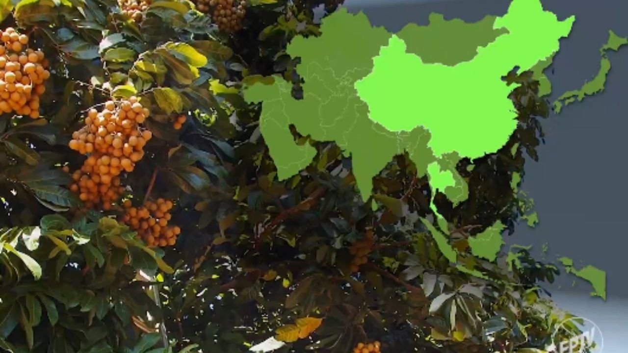 fruta asiática longan, parente da lichia, gana cultivo en el interior de São Paulo y apunta al mercado brasileño.