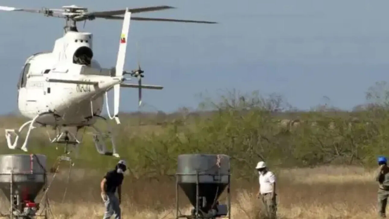 Ilha da América Latina se cansa dos ratos, mobiliza helicópteros, rodenticida e 160 moradores para eliminar invasores e recuperar a fauna após 12 anos de preparação