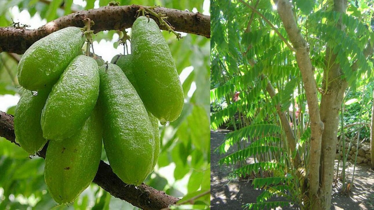 Adolescentes indianos criam coagulante natural com bimbli para látex, reduzem tempo da produção de borracha e vencem prêmio internacional.
