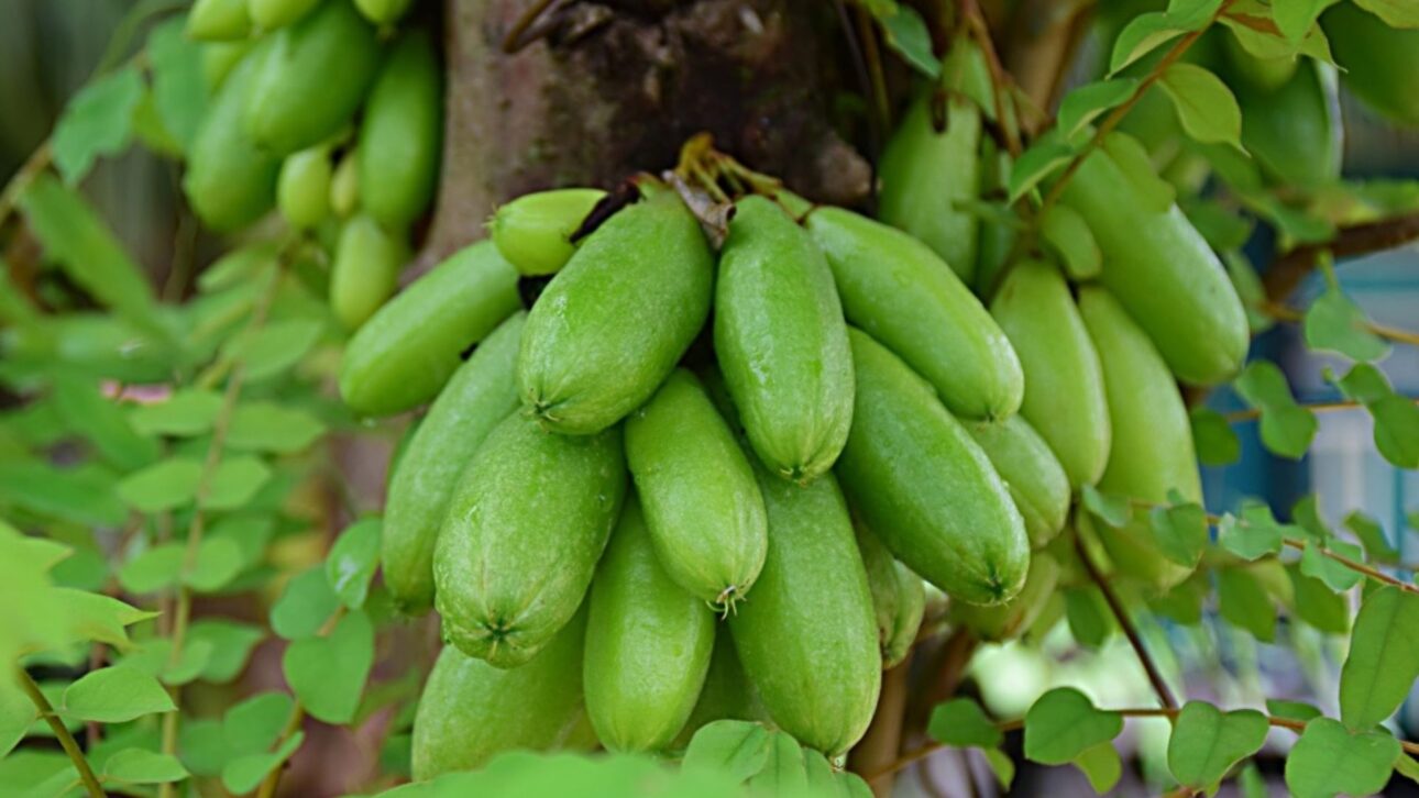Adolescentes indianos criam coagulante natural com bimbli para látex, reduzem tempo da produção de borracha e vencem prêmio internacional.