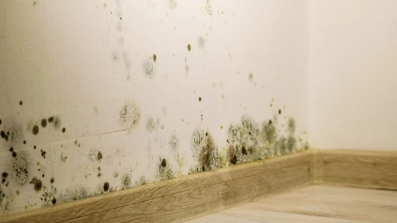 Aprenda como remover mofo da parede sem cloro usando bicarbonato e água oxigenada, preservando a pintura e reduzindo o risco de novas manchas.