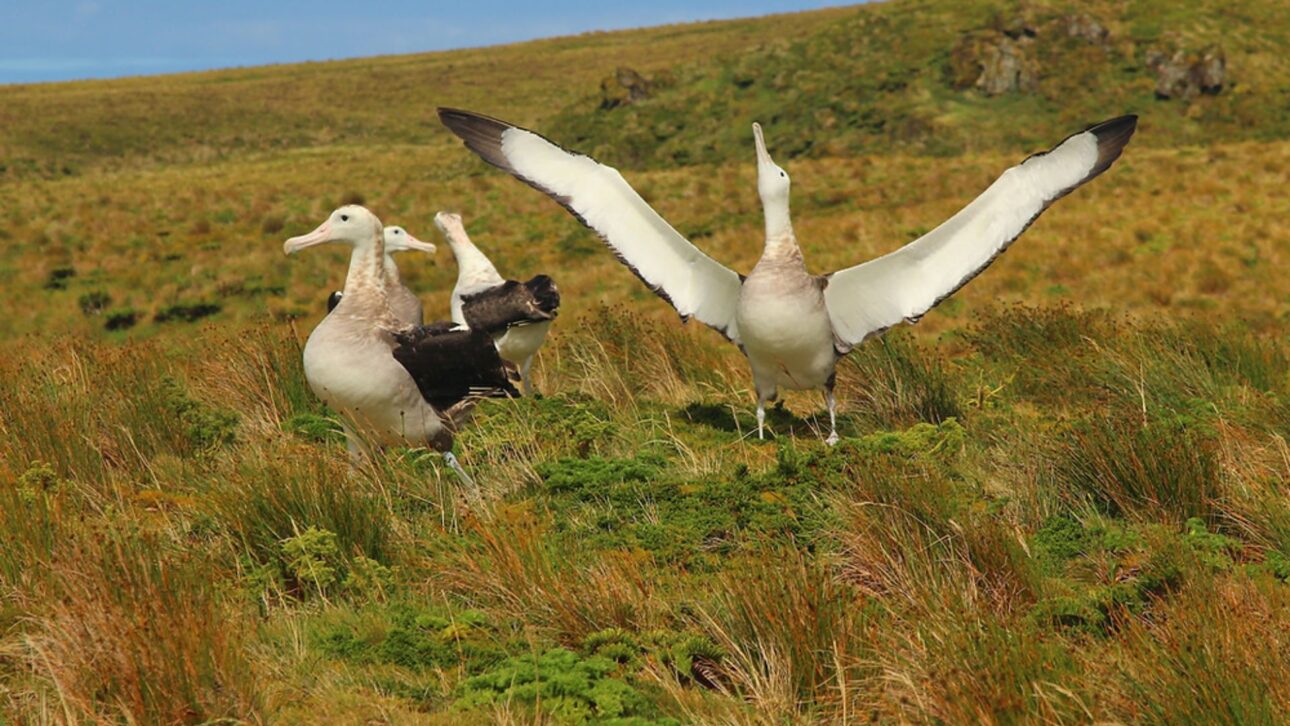Helicópteros lançam iscas venenosas em Gough Island para eliminar camundongos que atacam albatrozes e ameaçam aves marinhas.