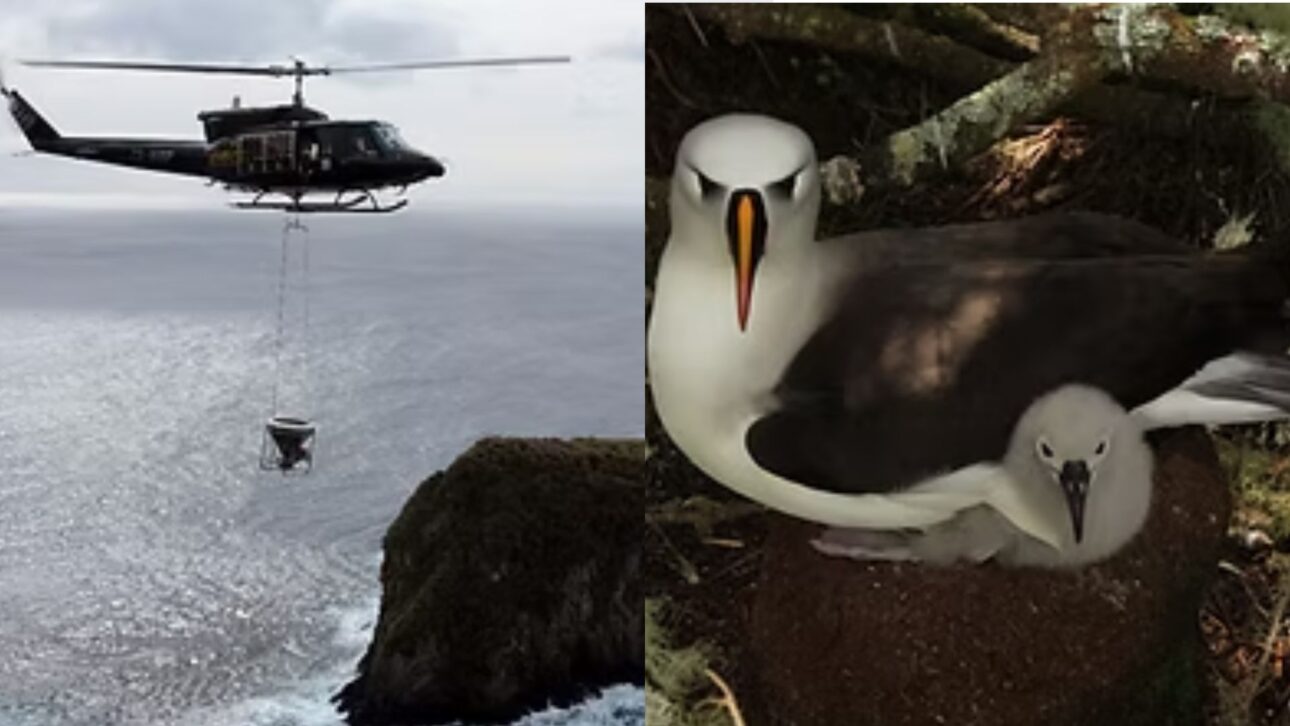 Helicópteros lançam iscas venenosas em Gough Island para eliminar camundongos que atacam albatrozes e ameaçam aves marinhas.