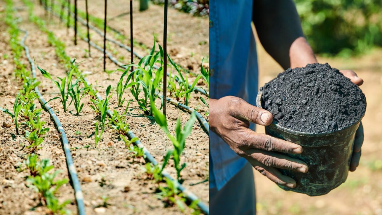 Pesquisa da UFRJ transforma poda urbana em biochar e óleo pirolítico, mostrando como resíduos podem ganhar nova função ambiental.