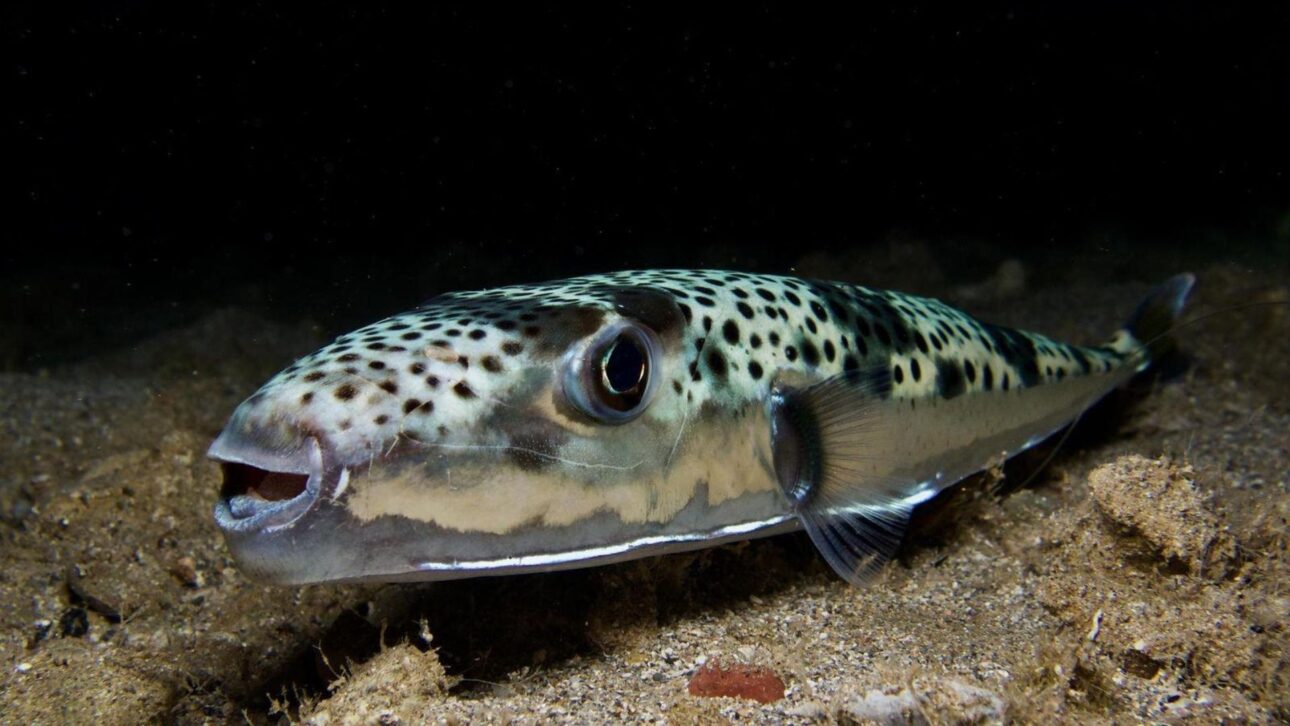 Grécia paga pescadores para capturar baiacu invasor venenoso que destrói redes, ameaça ecossistemas e já rendeu 103 toneladas no Mediterrâneo.