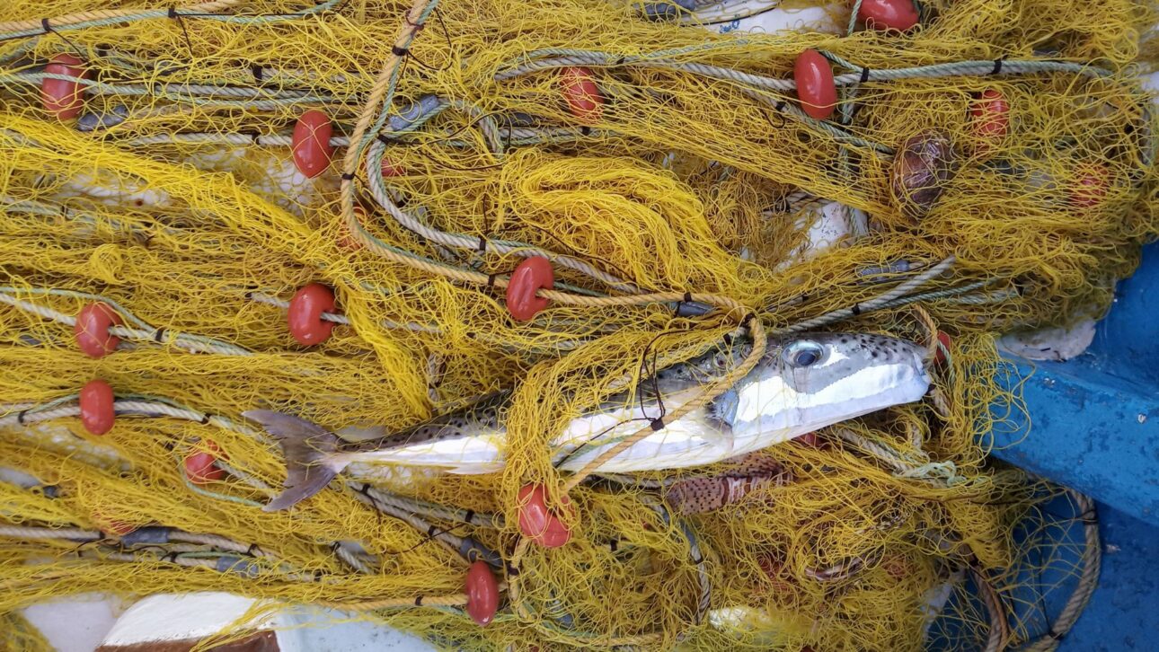 Grécia paga pescadores para capturar baiacu invasor venenoso que destrói redes, ameaça ecossistemas e já rendeu 103 toneladas no Mediterrâneo.