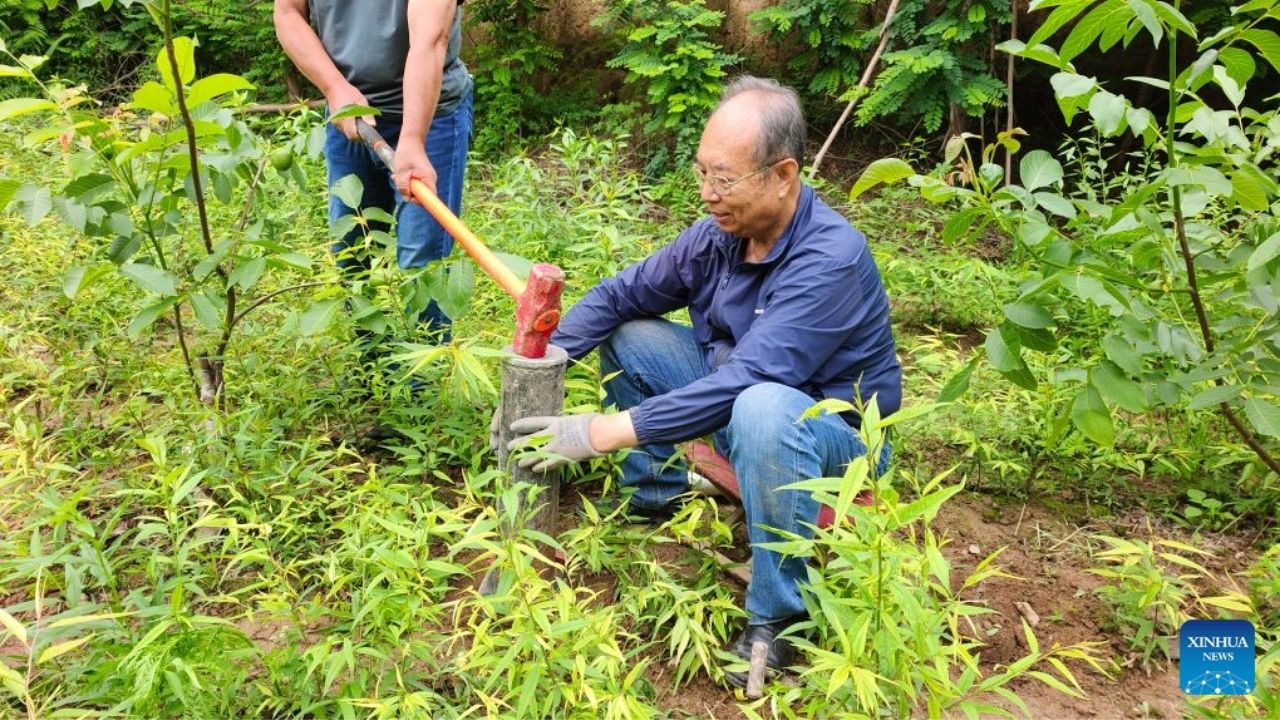 Seca no Planalto de Loess leva inventor a criar retenção de água para mudas e restauração ecológica na China.