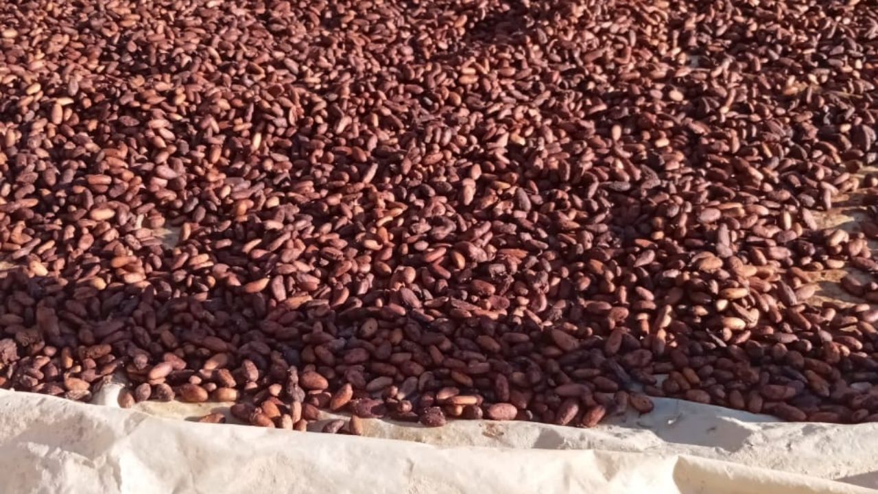 Mãe de cinco filhos fortalece cacau em Roraima, reorganiza plantação de cacau e mostra agricultura familiar em expansão.