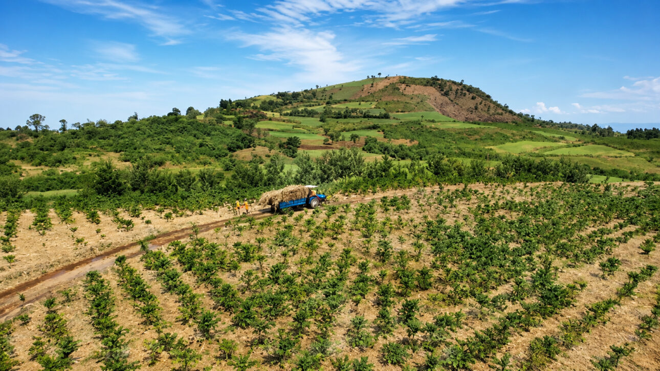 Over 14,000 coffee plants occupied approximately 10 hectares
