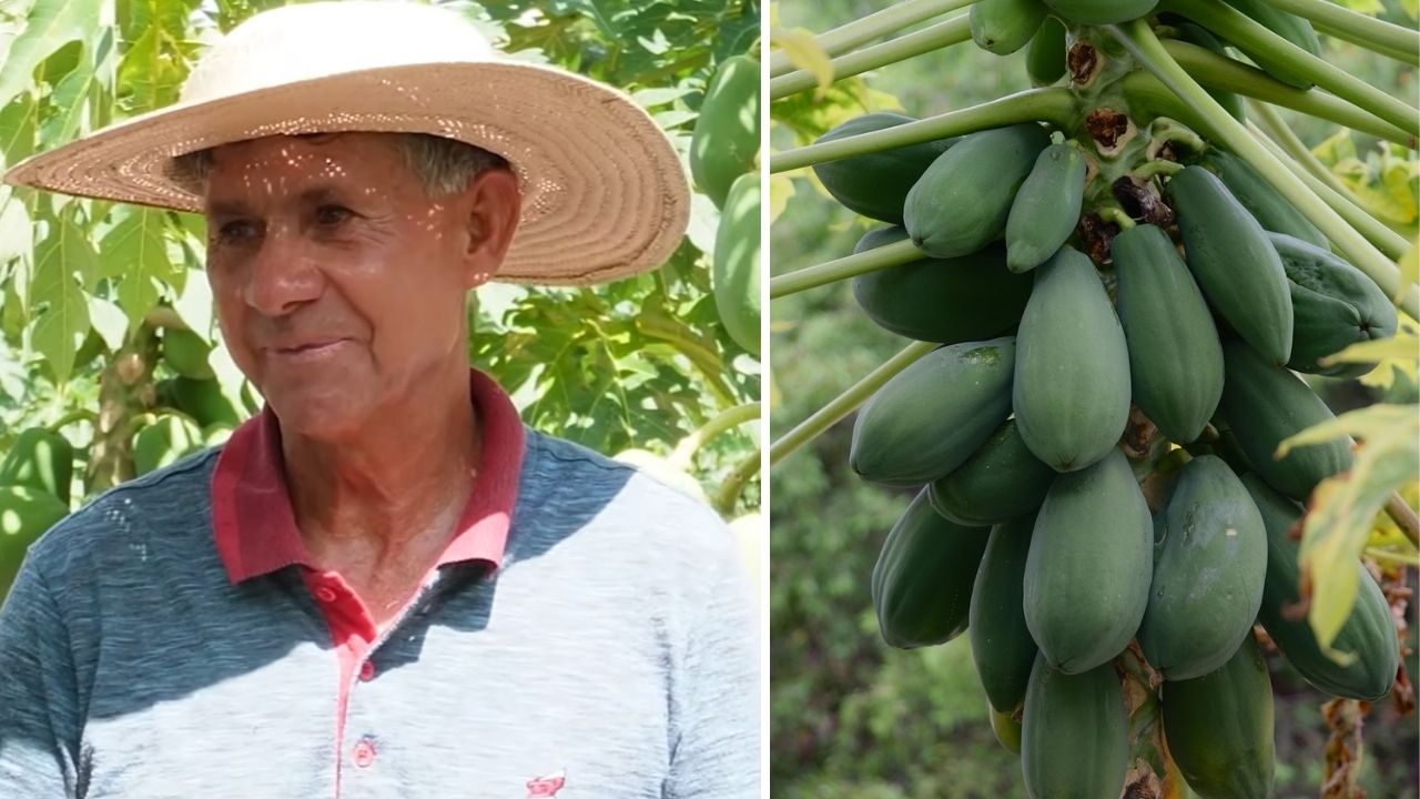 Mamão de R$ 23 virou virada de vida no campo produtor de 67 anos arrendou terra com dificuldade, plantou 1 hectare, colheu 3,2 mil quilos por mês e agora tira até R$ 15 mil