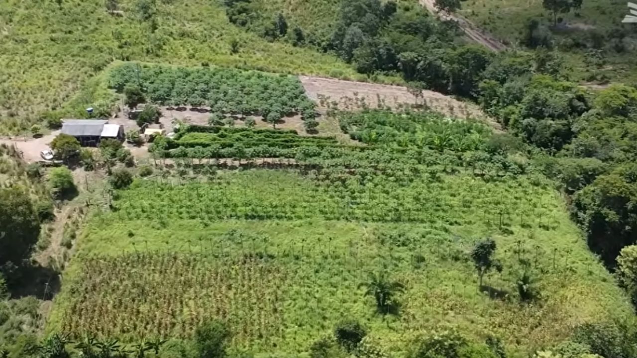 mamão em Nova Brasilândia gera R$ 15 mil com fruticultura em 1 hectare e apoio do Senar Mato Grosso no manejo.