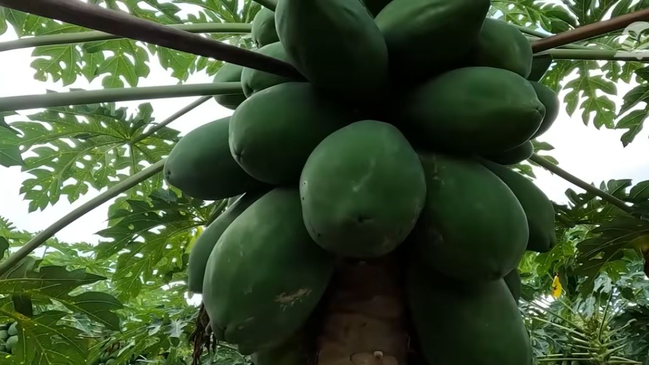 mamão em Nova Brasilândia gera R$ 15 mil com fruticultura em 1 hectare e apoio do Senar Mato Grosso no manejo.