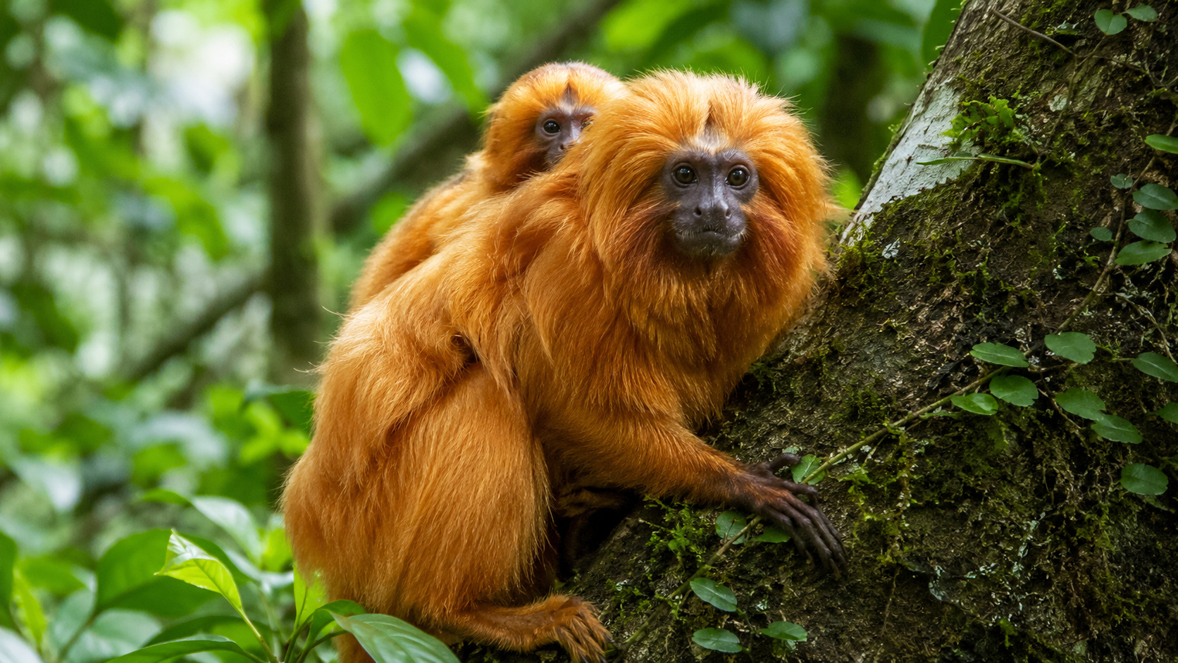 Mico-leão-dourado adulto com um filhote nas costas sobre o tronco de uma árvore na Mata Atlântica, destacando a pelagem dourada e o habitat natural da espécie.