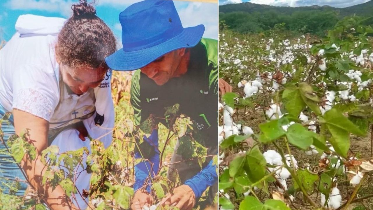 Mulher do sertão potiguar retomou o algodão que quase sumiu da região desde os anos 1980, plantou sem agrotóxicos no semiárido e viu a produção virar 6,4 mil camisetas no Carnaval de