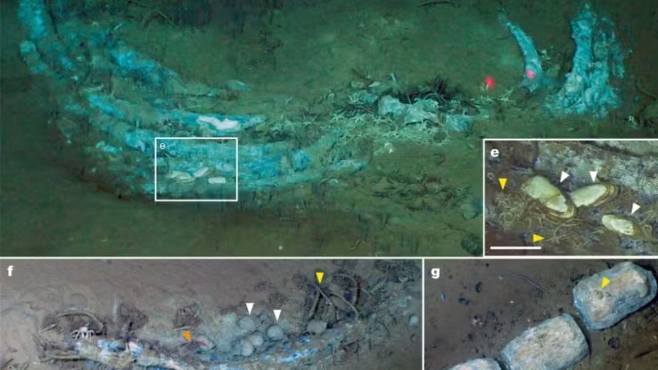 Whale cemetery in the Indian Ocean reveals an underwater corridor at the ocean floor, in the Diamantina zone, and deep life.