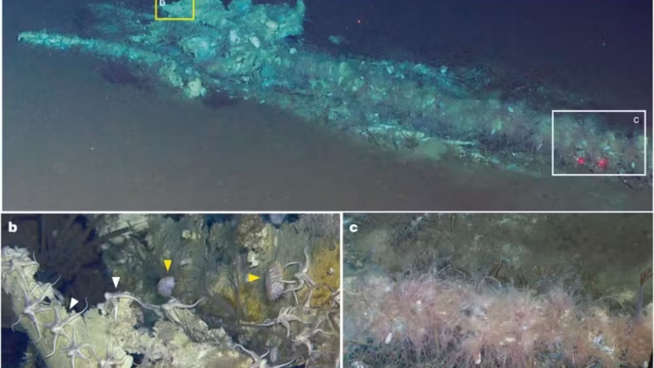 Whale cemetery in the Indian Ocean reveals a submarine corridor at the ocean floor, in the Diamantina zone, and deep life.