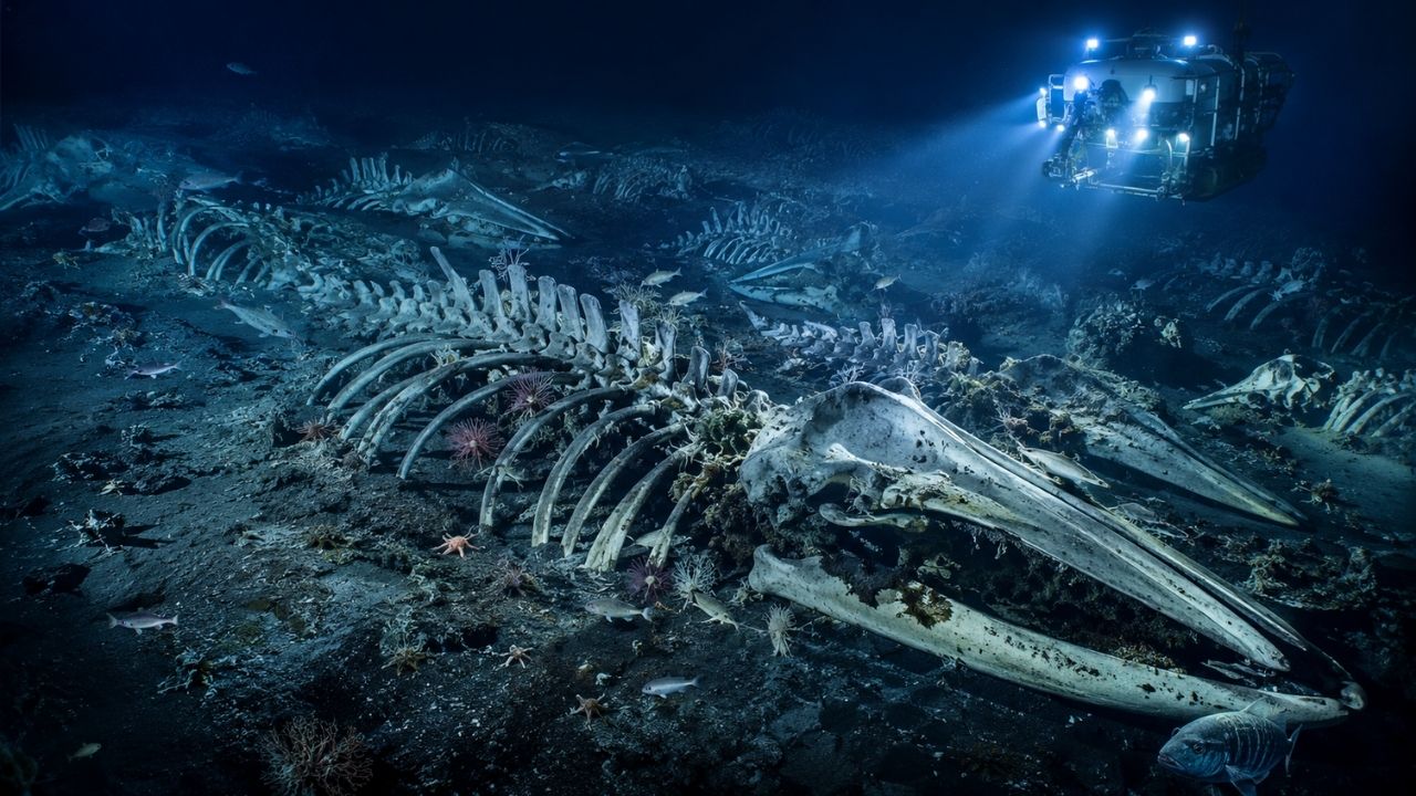 No fundo do oceano Índico, pesquisadores chineses acharam o maior cemitério de baleias já registrado quase 500 esqueletos espalhados por 1.200 km, alguns com 5,3 milhões de anos (3)