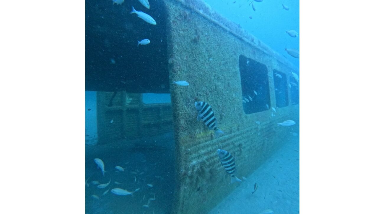Mergulhadores observaram nove espécies de peixes esportivos e corais moles começando a crescer nos carros submersos no mês passado. Autoridade Metropolitana de Trânsito Rápido de Atlanta