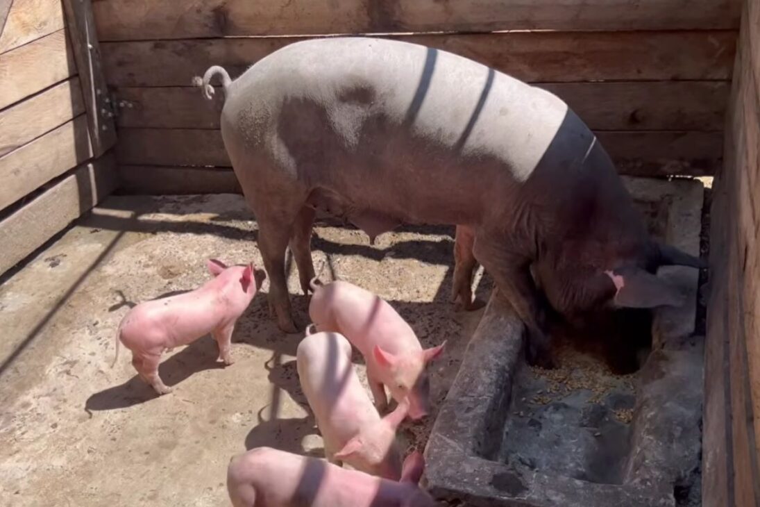 No interior de Minas, um zootecnista cria porcos caipiras de mais de 100 kg soltos, no milho e na lama. Veja como o modo antigo virou a principal renda da família.