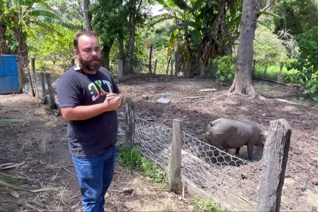No interior de Minas, um zootecnista cria porcos caipiras de mais de 100 kg soltos, no milho e na lama. Veja como o modo antigo virou a principal renda da família.
