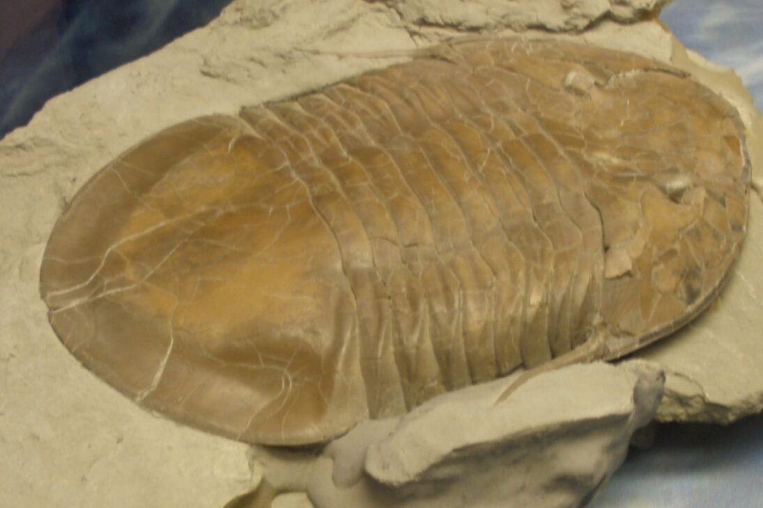 Isotelus rex, o maior trilobita já encontrado, passava de 700 mm e viveu perto do equador no Ordoviciano. Veja como o fóssil do norte do Canadá virou recorde.