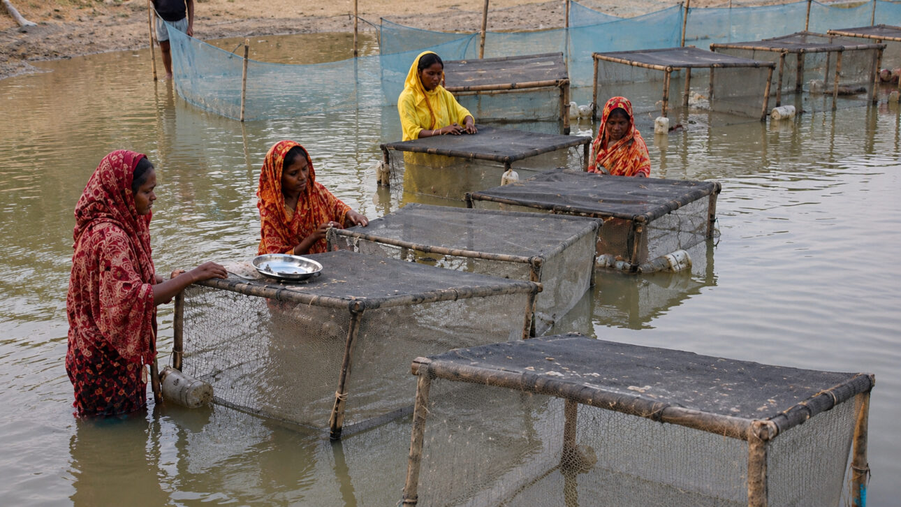 O cultivo em bancos de areia de Bangladesh aproveita áreas expostas depois das enchentes