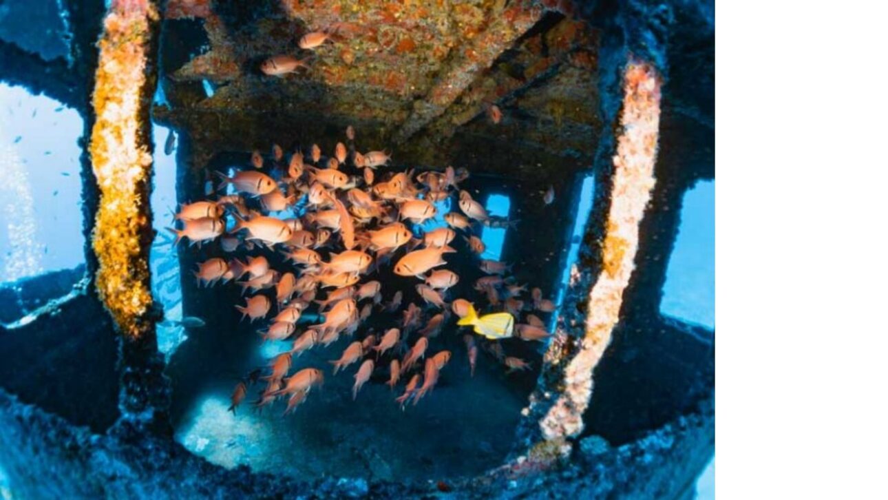 Pernambuco afundou 18 navios de propósito e criou o maior parque de naufrágios do Brasil, refúgio de tartarugas e cardumes no fundo do mar.