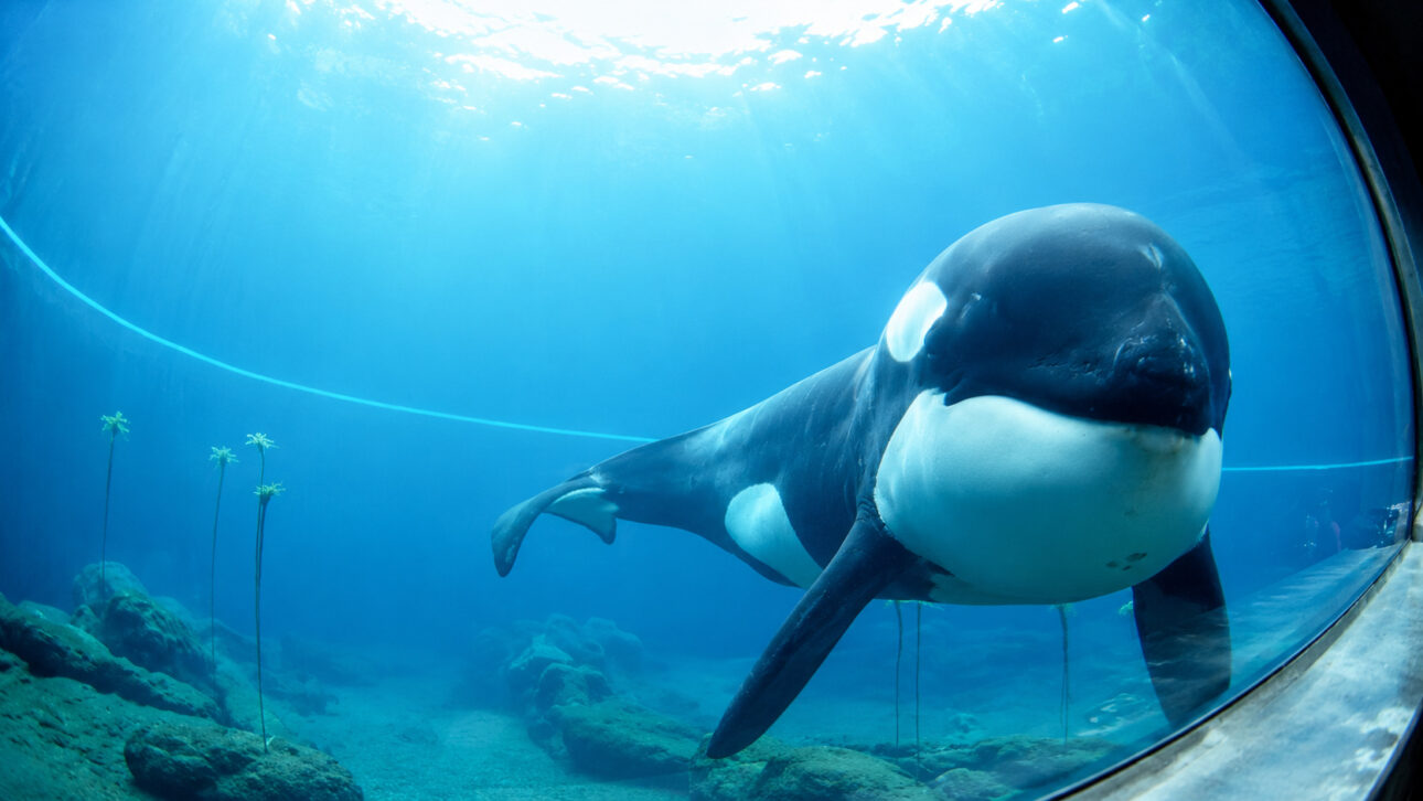 Orca nada próxima ao vidro de um grande tanque com água azul, ilustrando o período em que Keiko viveu em cativeiro antes de iniciar seu processo de reintrodução à natureza.