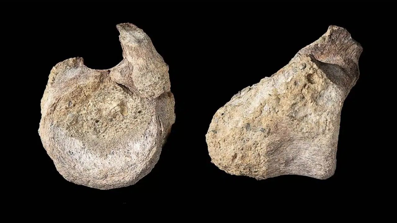 Osso de dinossauro na Antártida revela titanossauro da Ilha James Ross após confusão com fósseis marinhos por décadas.