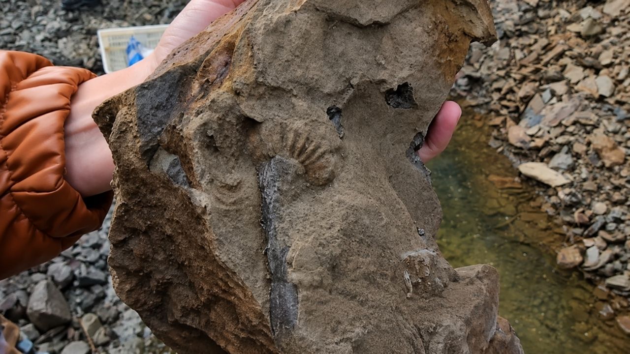 Mollusk fossil in Ponta Grossa reveals Paraná in the Devonian and aids studies on mineral resources.