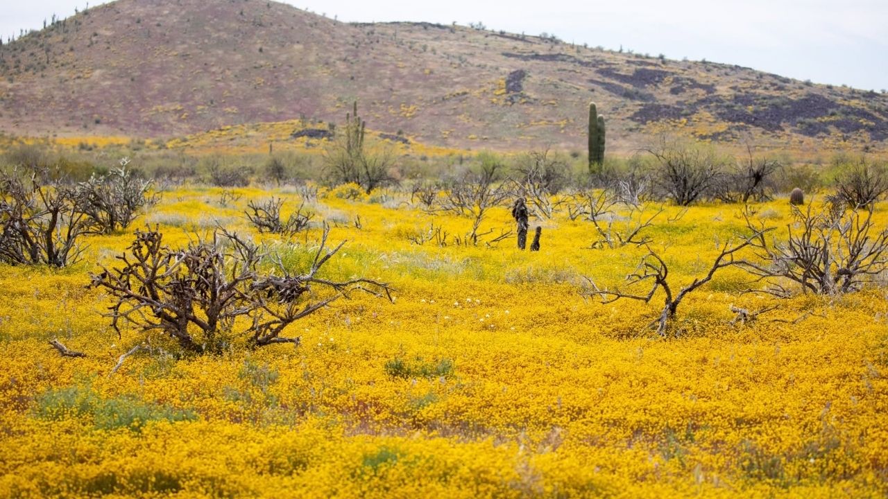 Invasive plant known as stinkweed advances in Arizona, spreads seeds and increases fires, requiring protected removal.