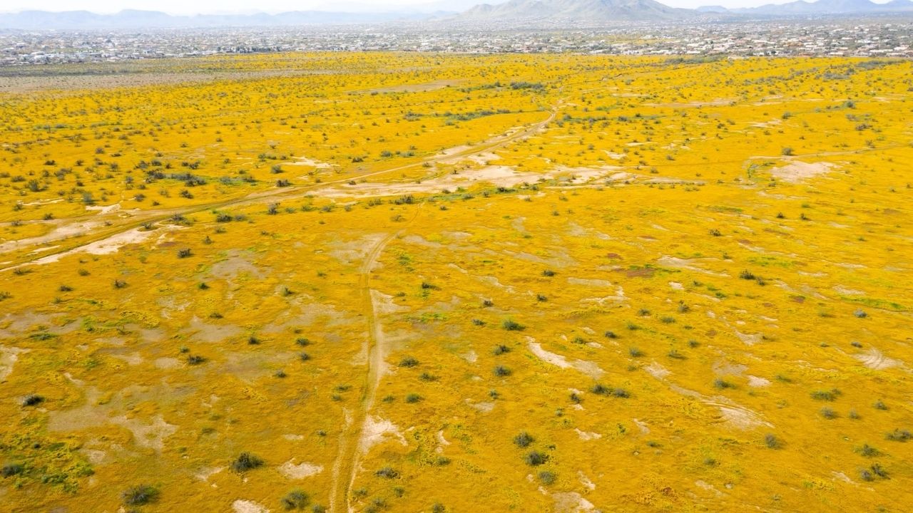 Invasive plant known as stinkweed advances in Arizona, spreads seeds and increases fires, requiring protected removal.