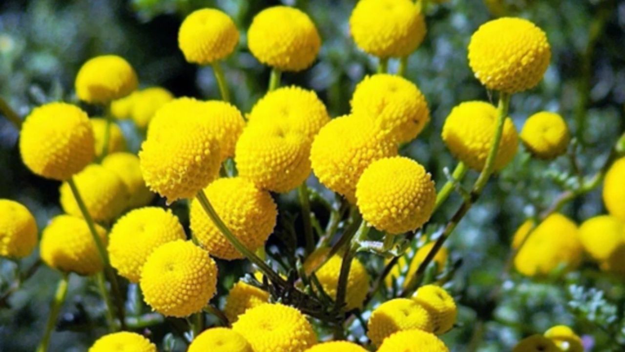 Invasive plant known as stinknet advances in Arizona, spreads seeds and increases fires, requiring protected removal.
