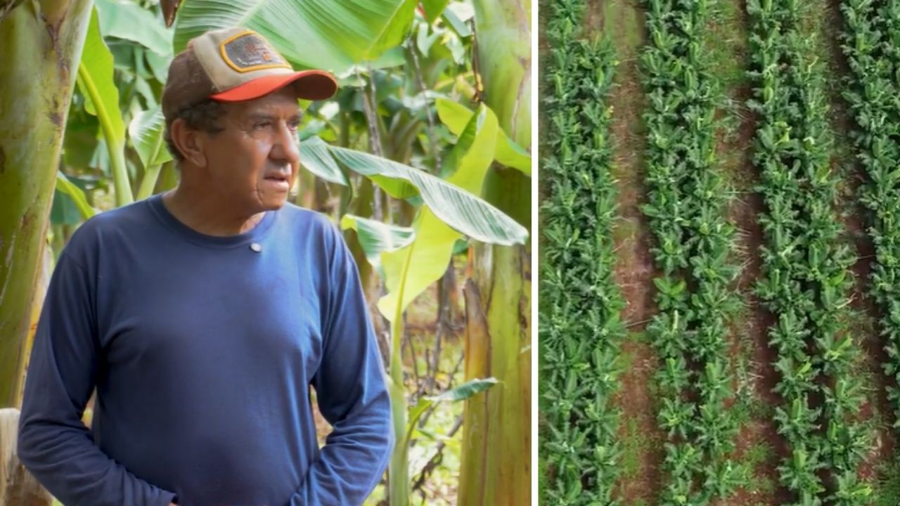 Produtor de Mato Grosso deixa para trás 30 anos cultivando alface, tomate e pimentão, aposta em banana-da-terra com orientação técnica, planta 3 mil covas em sítio de 14 hectares e prepara a (1)