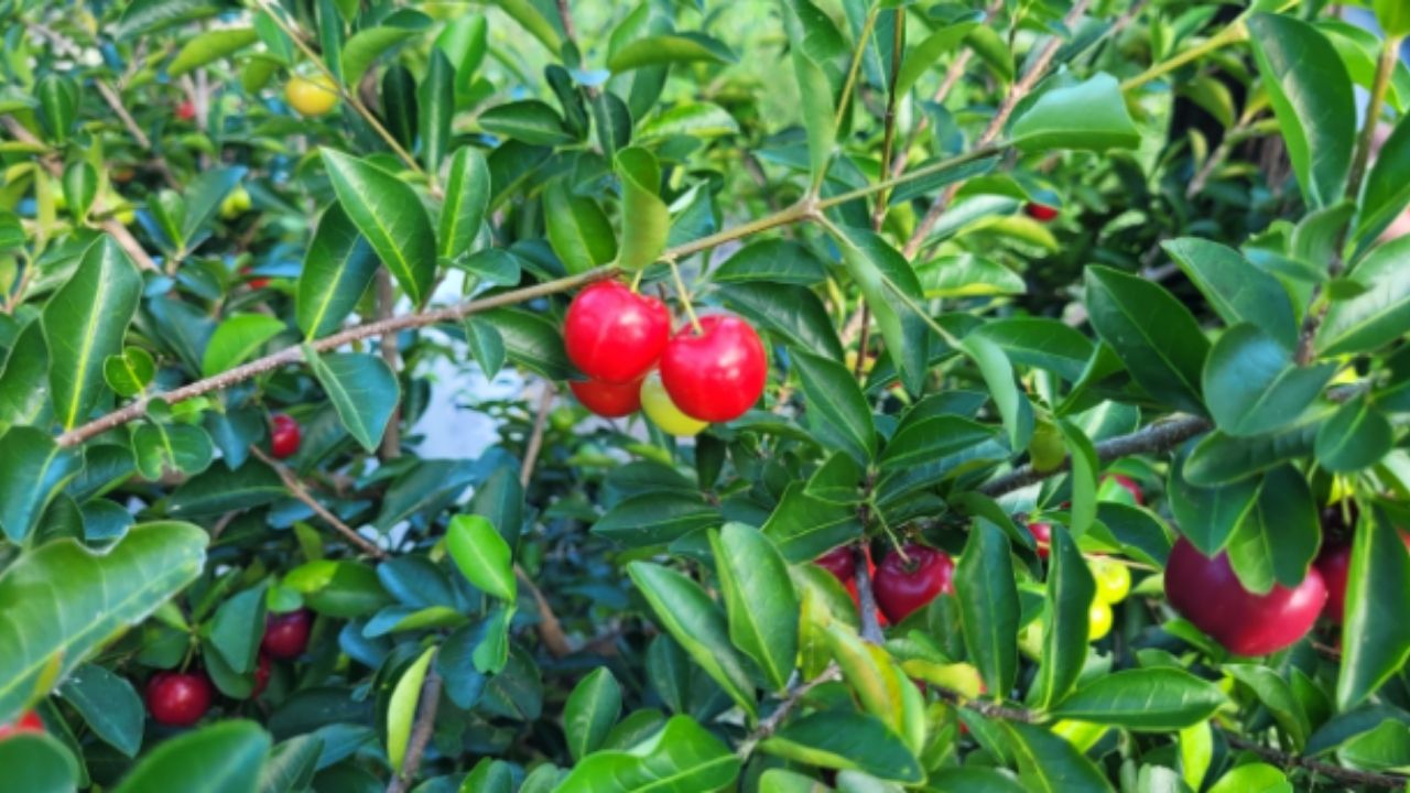 Polpa de frutas da Turi Polpas, em Santa Helena, cresce para 100 toneladas após certificação do MAPA.