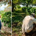 Produtor recupera cafezal da família em Jaçanã, planta 8 mil novas mudas e colhe 40 sacas de café especial no semiárido potiguar