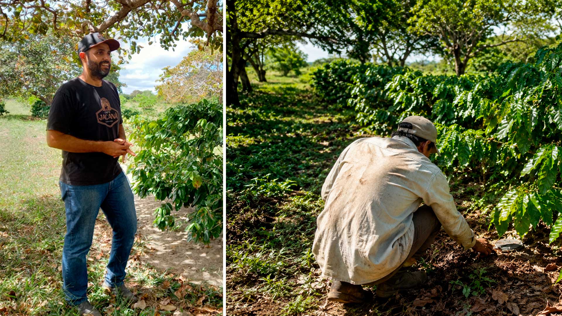 Produtor recupera cafezal da família em Jaçanã, planta 8 mil novas mudas e colhe 40 sacas de café especial no semiárido potiguar