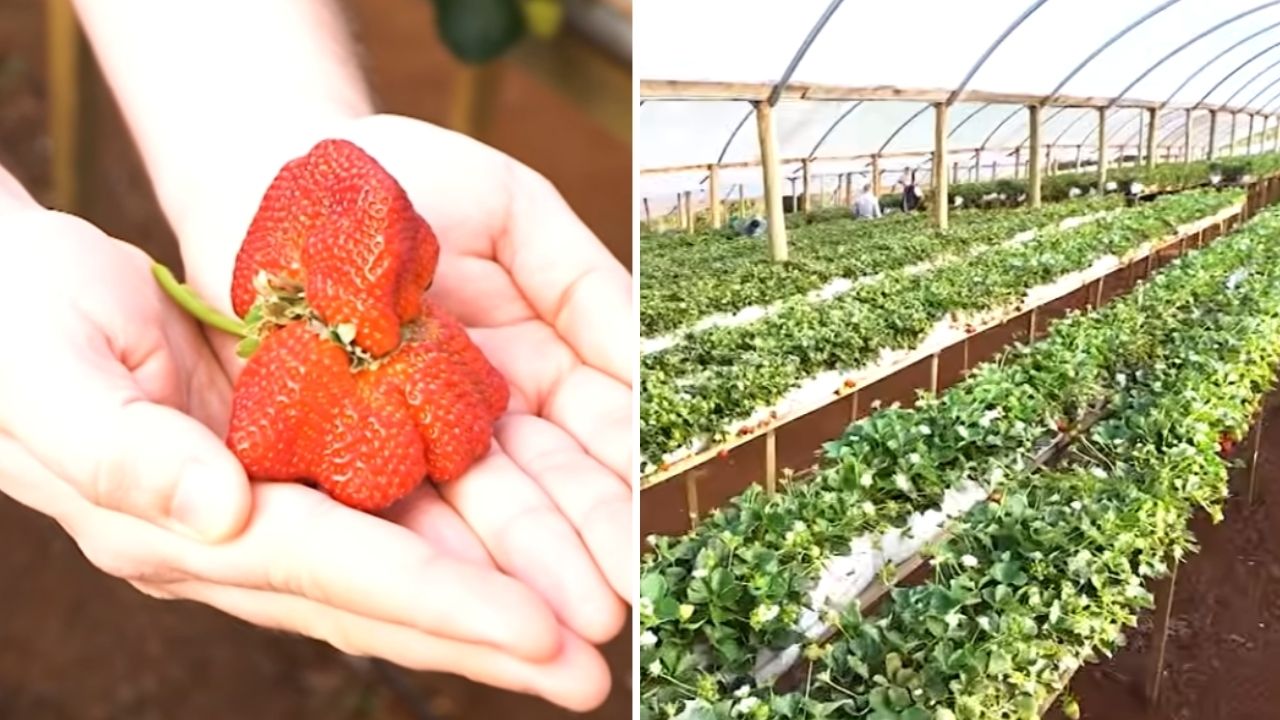 Produtor trouxe ideia de fora do Brasil, apostou em morangos hidropônicos no oeste do Paraná e agora colhe frutos o ano inteiro; com variedades diferentes, irrigação controlada e sol pleno, a