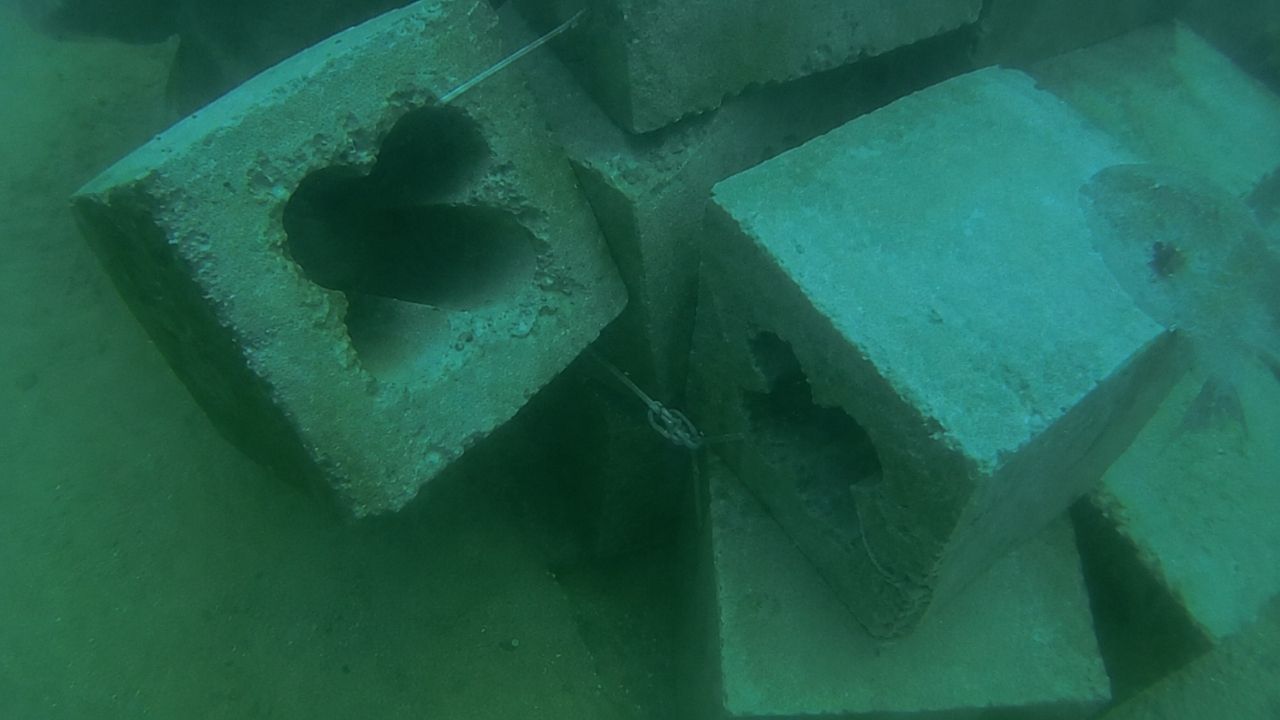 Blocos de concreto no litoral do Paraná viraram recifes artificiais, barraram pesca de arrasto e criaram corredor marinho com meros e cardumes.