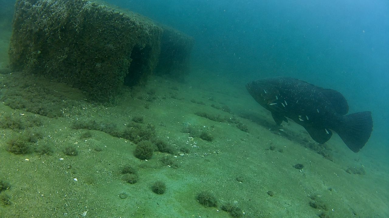 Blocos de concreto no litoral do Paraná viraram recifes artificiais, barraram pesca de arrasto e criaram corredor marinho com meros e cardumes.