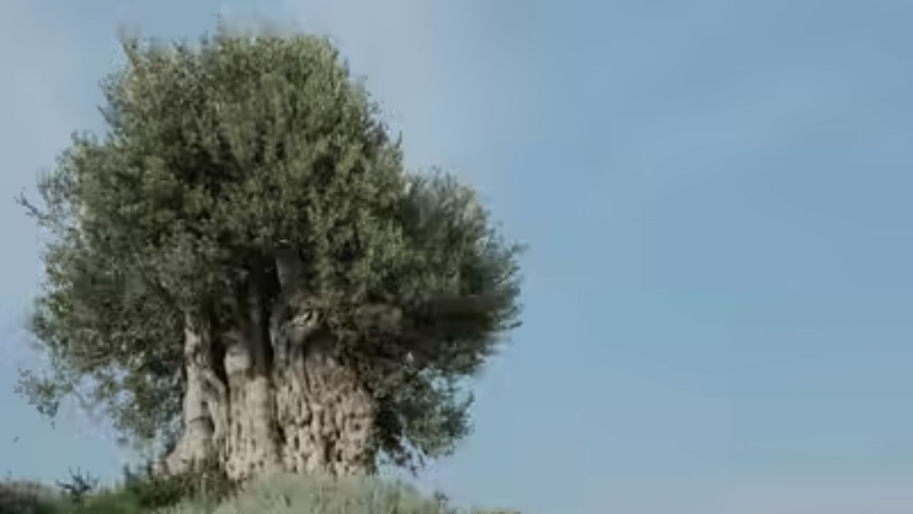 Oliveira de 500 anos na Espanha é movida por guindaste na Comunidade Valenciana e vira destaque de paisagismo.