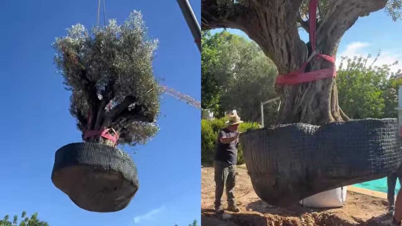 Oliveira de 500 anos na Espanha é movida por guindaste na Comunidade Valenciana e vira destaque de paisagismo.